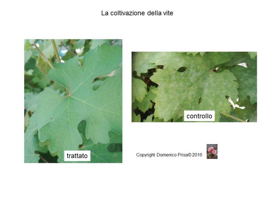 La coltivazione della vite senza chimica: metodi innovativi di difesa e coltivazione in&nbsp;biologico