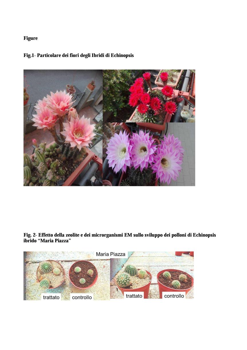 Microrganismi EM e zeolite a chabasite per la coltivazione di ibridi di&nbsp;Echinopsis