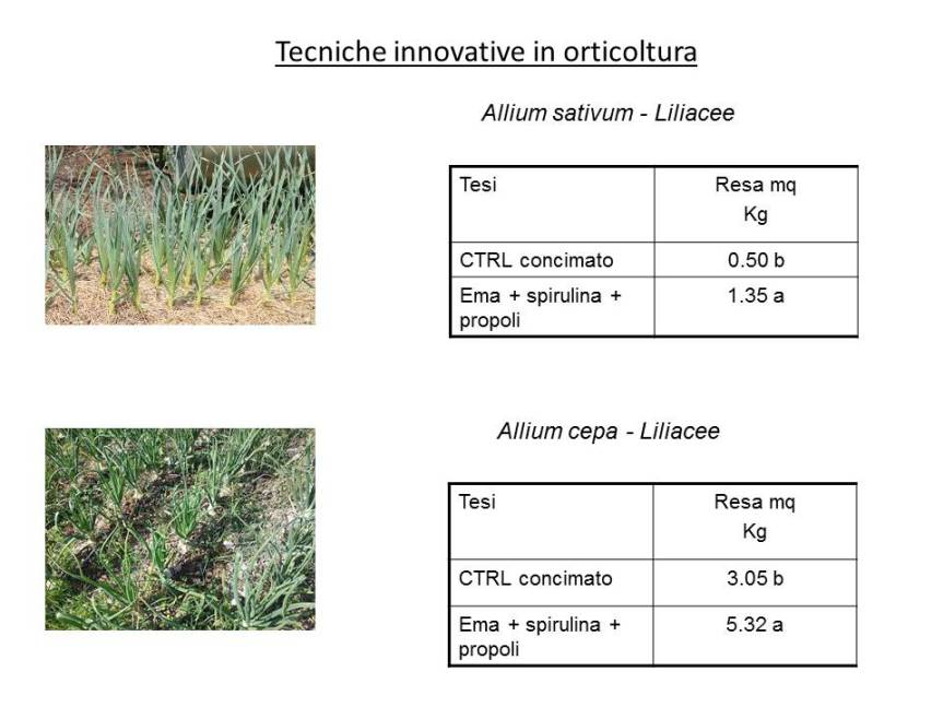 Tecniche innovative per la coltivazione di Aglio e&nbsp;Cipolla