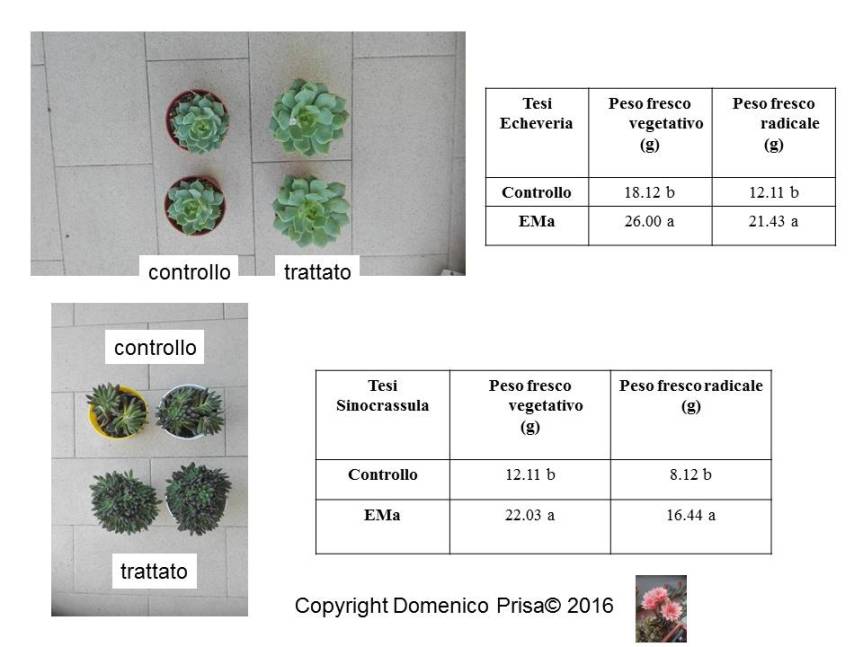 carssula-e-echeveria
