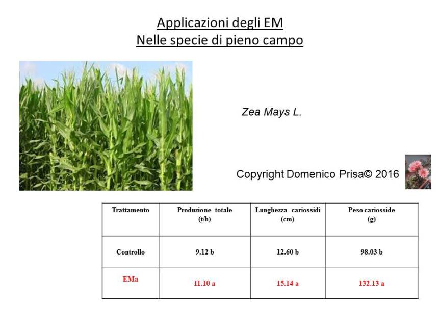 La coltivazione del mais e del frumento con tecniche&nbsp;biologiche