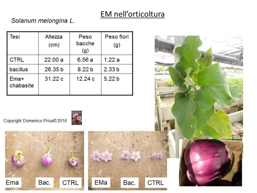 La coltivazione biologica della melanzana. Metodi innovativi per la produzione&nbsp;sostenibile.