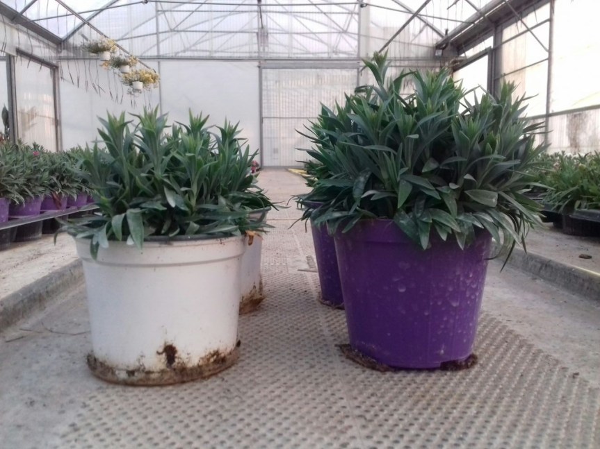 Microrganismi EM e zeolite: effetti importanti sullo sviluppo delle&nbsp;piante