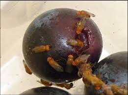 La difesa del ciliegio con metodi naturali Test effettuati su drosophyla&nbsp;suzukii