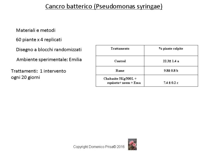 kiwi cancro batterico