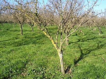 La coltivazione micronaturale del&nbsp;nocciolo