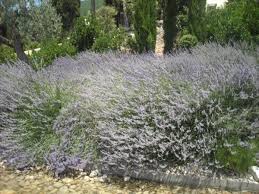 MICRONATURALE: miglioramento della qualità e della produttività di specie&nbsp;aromatiche