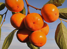 La coltivazione micronaturale del&nbsp;Kaki