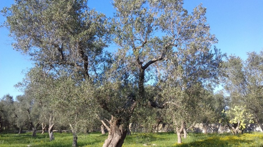 I corroboranti e gli induttori di resistenza. A cosa&nbsp;servono?