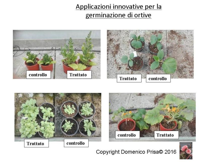 La coltivazione Micronaturale del melone e di altre&nbsp;ortive