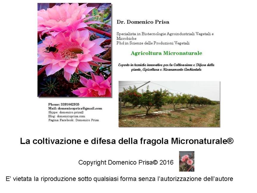 AGRICOLTURA MICRONATURALE®. LA COLTIVAZIONE E DIFESA DELLA&nbsp;FRAGOLA.