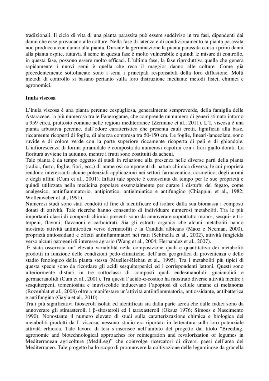 Inula-Viscosa_-controllo-della-mosca-dell'olivo-e-protezione-delle-api-da-varroa-002