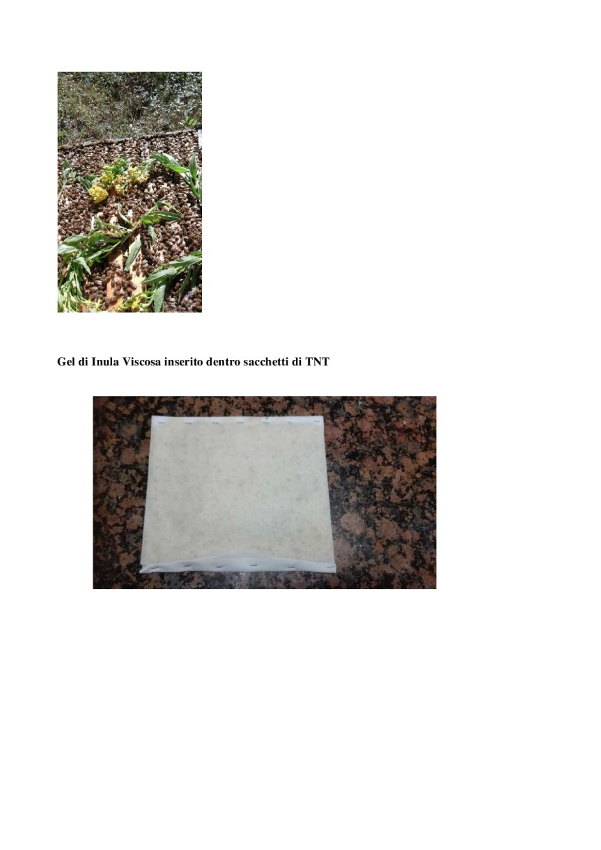 Inula-Viscosa_-controllo-della-mosca-dell'olivo-e-protezione-delle-api-da-varroa-007