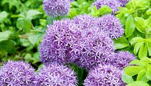 La coltivazione e difesa Micronaturale® dell’aglio