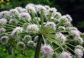 Coltivazione e difesa Micronaturale® dell’angelica