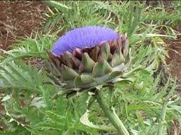 HAI MAI PENSATO DI COLTIVARE IL CARCIOFO SENZA UTILIZZARE PRODOTTI CHIMICI, MIGLIORANDO PRODUZIONE E QUALITA’ DEL PRODOTTO&nbsp;FINITO?