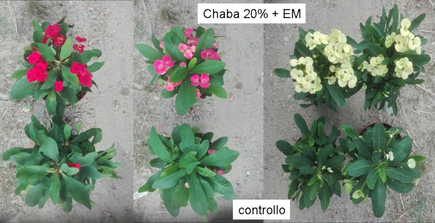 AGRICOLTURA MICRONATURALE®. L’UTILIZZO DEI MICRORGANISMI E DELLE ZEOLITI PER LA CRESCITA IN AMBIENTE&nbsp;SALINO.