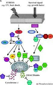 ​LA RISPOSTA ALLO SHOCK TERMICO DEI MICRORGANISMI. COME&nbsp;AVVIENE?