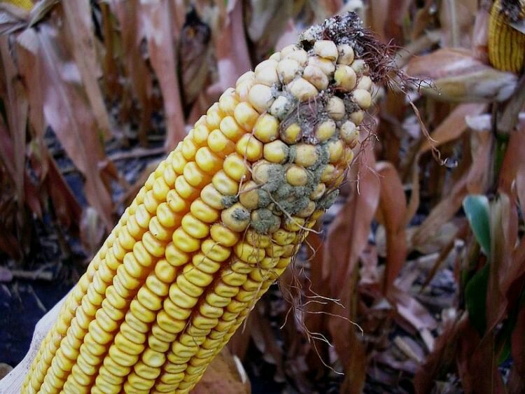 ​LA ZEOLITE NELL’ASSORBIMENTO DI AFLA- E&nbsp;MICOTOSSINE