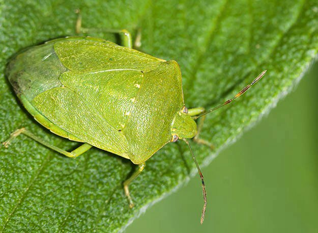 ​LE CIMICI: COSA UTILIZZARE IN AGRICOLTURA&nbsp;MICRONATURALE