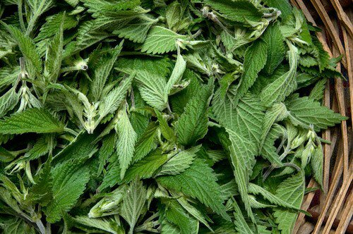 ​ORTICA: DALLA NATURA UN OTTIMO&nbsp;BIOSTIMOLANTE