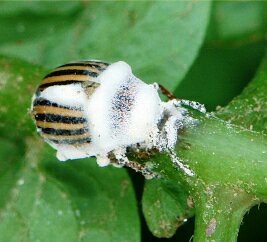 ​BEAUVERIA BASSIANA UN FUNGO CHE POCHI CONOSCONO, MA CHE SVOLGE UN’AZIONE IMPORTANTE NEL CONTROLLO DEGLI&nbsp;INSETTI.