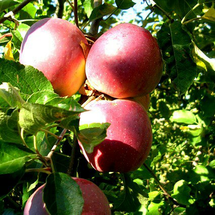 ​LA MELA E LE SUE&nbsp;PROPRIETÀ