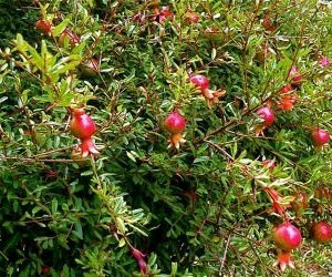 ​PERCHÉ BERE IL SUCCO DI MELOGRANO? CHE EFFETTO HA SULLA NOSTRA&nbsp;SALUTE?