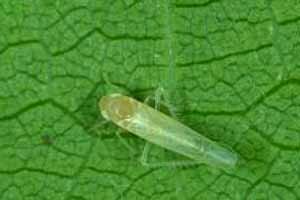 ​AGRICOLTURA MICRONATURALE: COME CONTROLLARE LE CICALINE SENZA CHIMICA DI&nbsp;SINTESI.