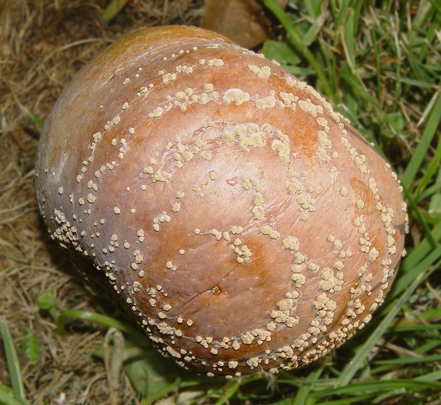 ​IL CONTROLLO DELLA MONILIA SENZA CHIMICA DI&nbsp;SINTESI