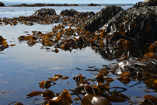 ​UTILIZZO DELLA LAMINARIA DIGITATA PER LA SALUTE&nbsp;UMANA