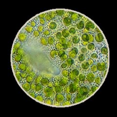 ​UTILIZZO DI CHLORELLA PYRENOIDOSA COME SUPPLEMENTO DISINTOSSICANTE.