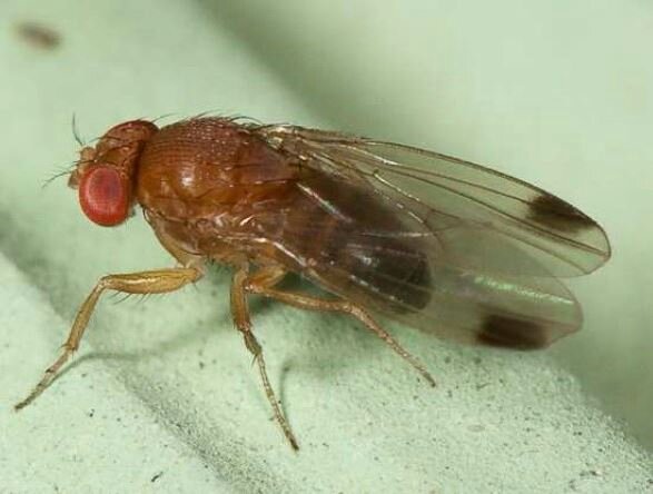 ​IL CONTROLLO MICRONATURALE DEL MOSCERINO DEI PICCOLI FRUTTI (Drosophila&nbsp;Suzukii)