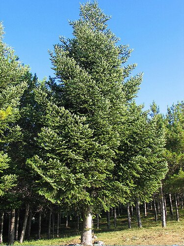 ​UTILIZZO DI ABIES PECTINATA (abete bianco) PER LA CURA DELLA&nbsp;PERSONA