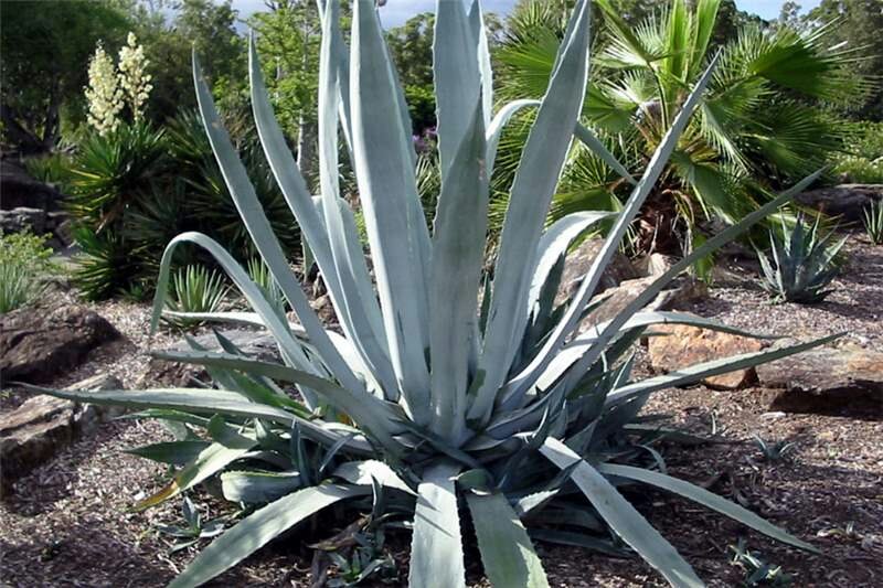 ​L’AGAVE AMERICANA COME CICATRIZZANTE E&nbsp;DEPURANTE