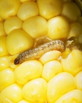 ​IL CONTROLLO MICRONATURALE DELLA PIRALIDE SU&nbsp;PEPERONE