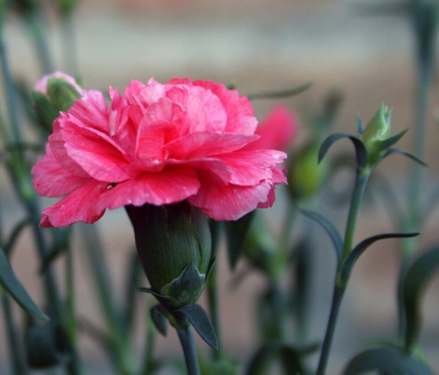 ​IL GAROFANO COME ANTISETTICO E STIMOLATORE DEL SISTEMA&nbsp;NERVOSO