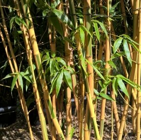 ​LA COLTIVAZIONE MICRONATURALE® DEL&nbsp;BAMBU’