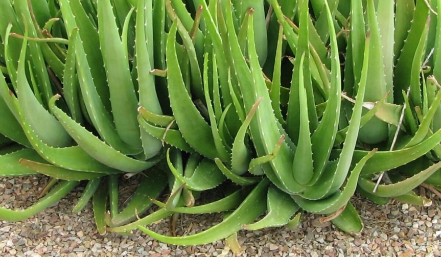 ​Aloe Arborescens e Aloe Vera qual è la&nbsp;migliore?