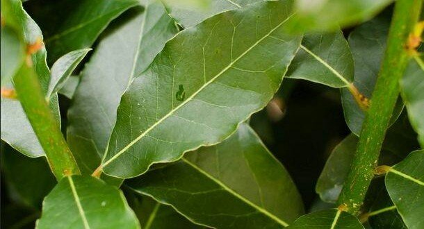 ​UTILIZZO DELL’ALLORO NELLA&nbsp;DIGESTIONE