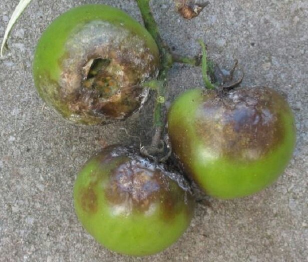 TRATTAMENTO MICRONATURALE DELLA PERONOSPORA NEL&nbsp;POMODORO