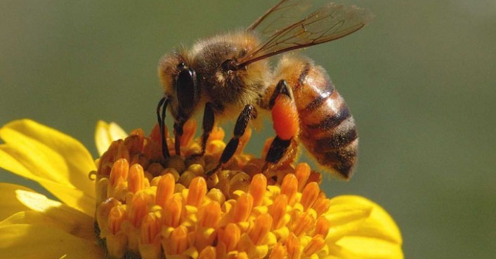 Trattamento tampone sulle api