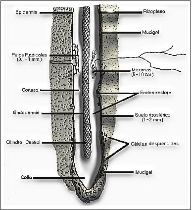 CHE COSA È LA&nbsp;RIZOSFERA?