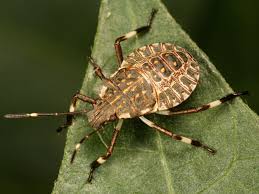 IL METODO A CATAPULTA PER IL CONTROLLO DELLA CIMICE&nbsp;ASIATICA