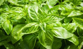 MICRONATURALE PER IL&nbsp;BASILICO