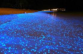 LA BIOLUMINESCENZA BATTERICA