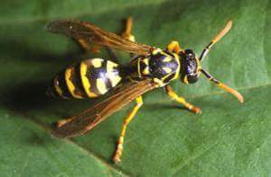 ​IL CONTROLLO MICROBIOLOGICO DELLE&nbsp;VESPE