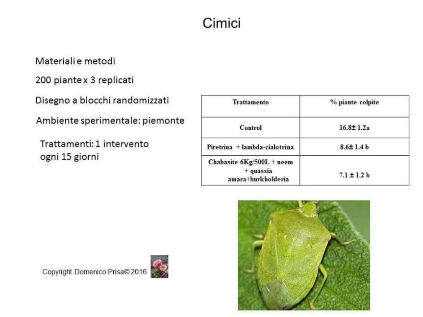 AGRICOLTURA MICRONATURALE: TECNICHE INNOVATIVE PER LA DIFESA DA CIMICE E CIMICE&nbsp;ASIATICA.