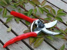 AGRICOLTURA MICRONATURALE: LA POTATURA CON LA TECNICA DELLA “DOUBLE-IMMEDIATE-DISINFECTION” (D.I.D)