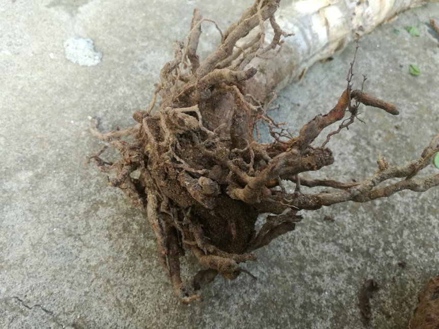 AGRICOLTURA MICRONATURALE: STUDI DI MICROBIOLOGIA E FISIOLOGIA SU ALOE&nbsp;ARBORESCENS